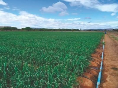 Como a fertirrigação pode ajudar sua produção de cebola?