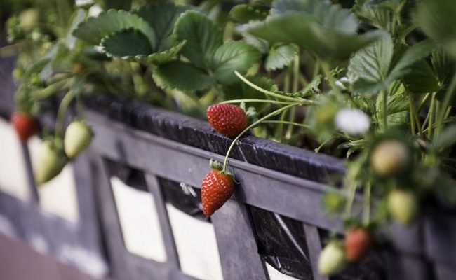 Minas Gerais é o principal produtor de morango do Brasil, com destaque para o Sul do Estado, onde milhares de famílias dependem diretamente da atividade - Arquivo ALMG
Foto: Luiz Santana