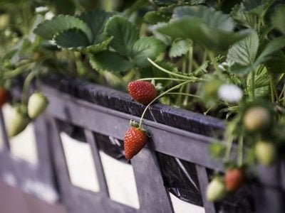Minas Gerais é o principal produtor de morango do Brasil, com destaque para o Sul do Estado, onde milhares de famílias dependem diretamente da atividade - Arquivo ALMG
Foto: Luiz Santana