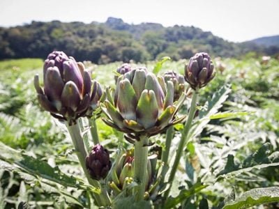 13384-alcachofras-site3