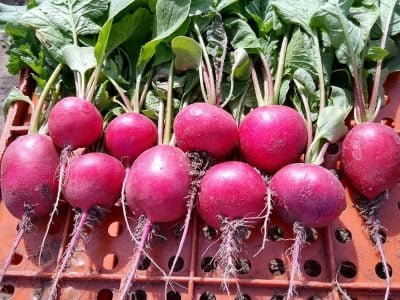 Rabanete - Foto: Isla