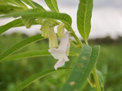 Embrapa tem a primeira cultivar de gergelim protegida do Brasil