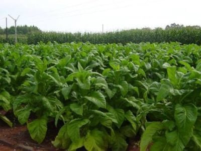 Dia do Produtor de Tabaco