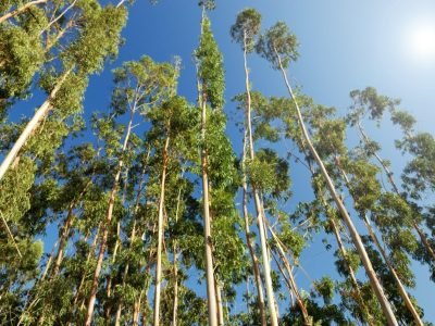 Florestas plantadas são aliadas no combate às mudanças climáticas?