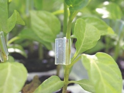 Enxertia de plantas juvenis no Brasil, é uma tendência?