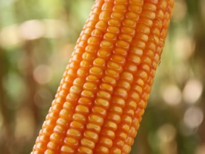 Novas variedades de milho híbrido chegam no mercado brasileiro