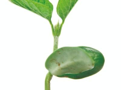 Fertilizantes organominerais e sua aplicação na agricultura