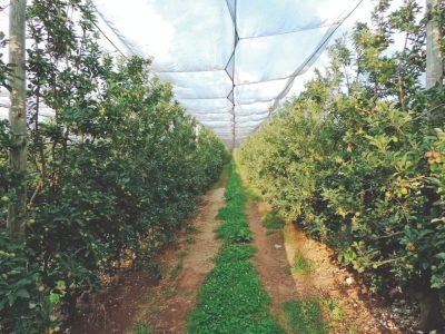 Cultivo sob telas antigranizo das maçãs