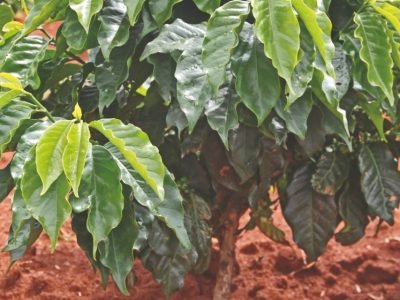 Técnica reduz água na irrigação