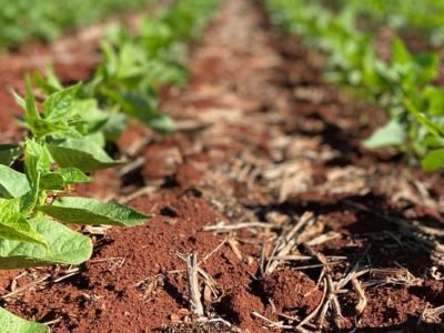 Sistema radicular -  Foto: Divulgação