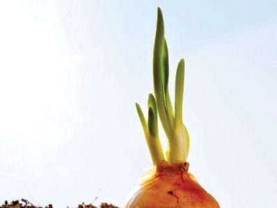 Hortifrúti fevereiro 2014