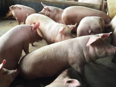 Suínos - Créditos: Divulgação
