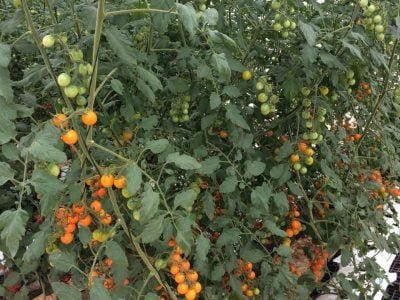 2018-02-28-PHOTO-00003485