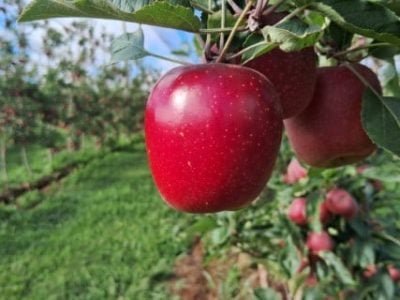 20250204-083210 (Telefone)