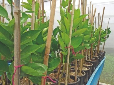 A importância de escolher bem o porta-enxerto