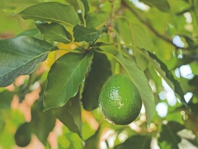 Cálcio favorece enchimento do abacate?