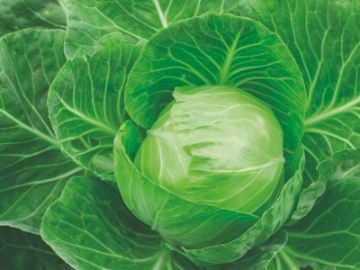 Aminoácidos proporciona mais qualidade para o repolho