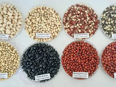 Foto: Amauri Siviero (Costela de Vaca, o segundo na linha superior, e Manteiguinha Branco, o primeiro na inferior)