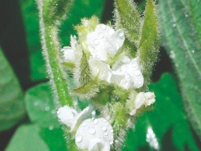 Qual o valor de uma flor de soja?