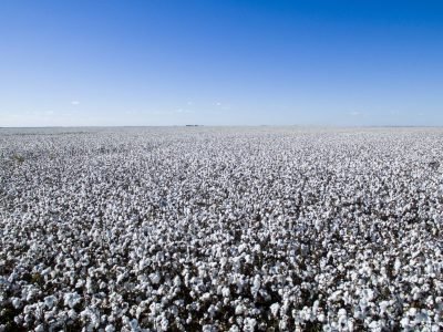 2_ALGODAO_LEM_2017_DRONE_0070