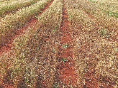 Bactéria ainda desconhecida destrói lavouras de trigo