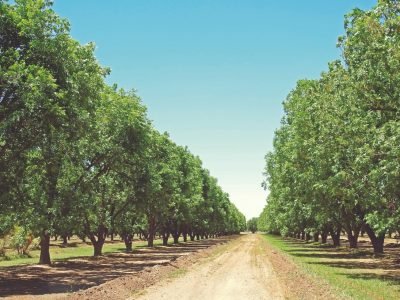 Qual o panorama mundial da noz-pecã?