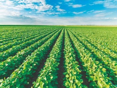 Qual o potencial do controle biológico na soja?