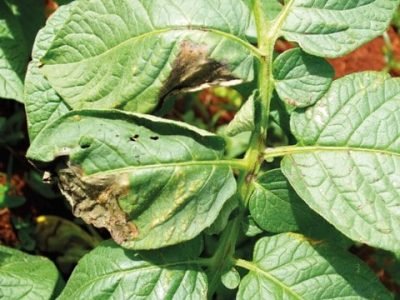 Hortifrúti março 2013