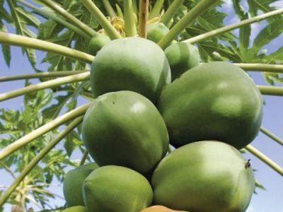 Hortifrúti março 2014