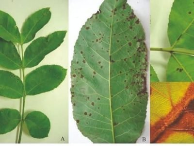 Quais as doenças que atingem a nogueira-pecã?