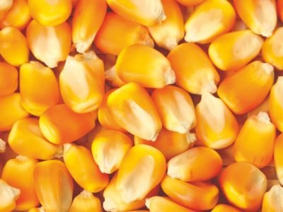 Como cuidar da semente de milho até o plantio?