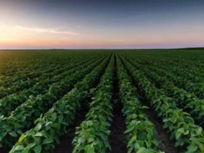 35315254024082023-Lavoura--1- (Telefone)