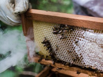 35352413740_635c8ba189_z