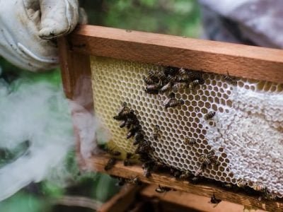 35352413740_635c8ba189_z