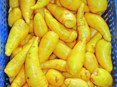 Como obter uma alta produtividade de mandioquinha-salsa?