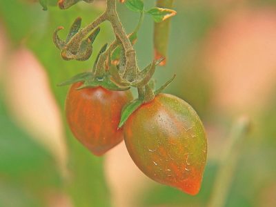 Produtores investem em tomates gourmet