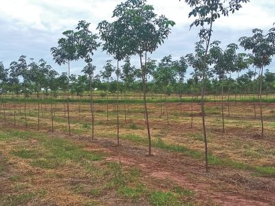 Drones na heveicultura é o futuro no presente do campo