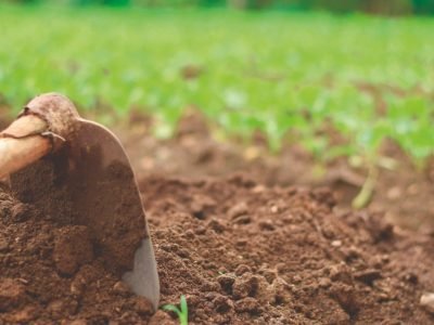 Para ter resultados é necessário realizar Análise de solo?