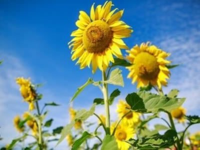 41343696755_528a5126c4_o