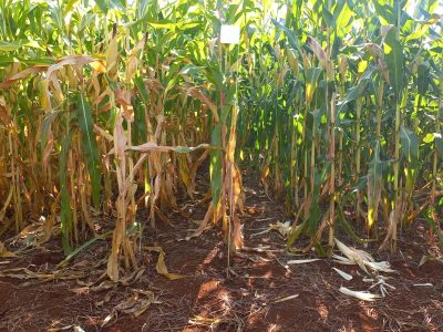 416786fb-9ab4-4f12-84c8-7acc7e52875a