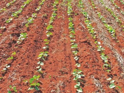 Eficiência no controle de fusarium em feijão