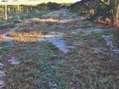 Como evitar prejuízos durante geadas?