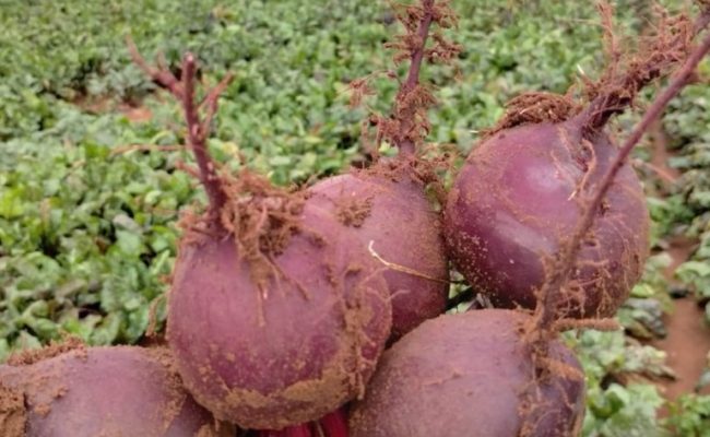 Beterraba híbrida Triton, da linha Topseed Premium
Agristar do Brasil