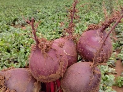 Beterraba híbrida Triton, da linha Topseed Premium
Agristar do Brasil