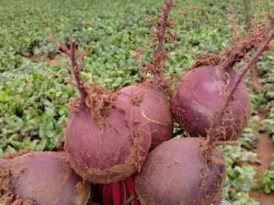 Beterraba híbrida Triton, da linha Topseed Premium
Agristar do Brasil