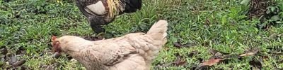 Foto: Raquel Brunelli

As soluções buscam melhorar a qualidade dos ovos e ampliar a segurança alimentar