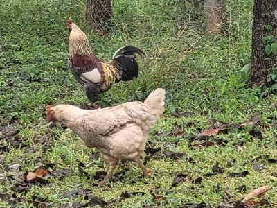 Foto: Raquel Brunelli

As soluções buscam melhorar a qualidade dos ovos e ampliar a segurança alimentar
