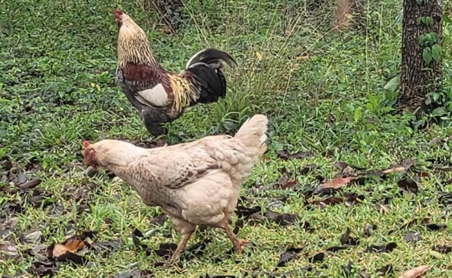 Foto: Raquel Brunelli

As soluções buscam melhorar a qualidade dos ovos e ampliar a segurança alimentar