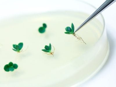 Qual a importância do melhoramento genético para as hortaliças?