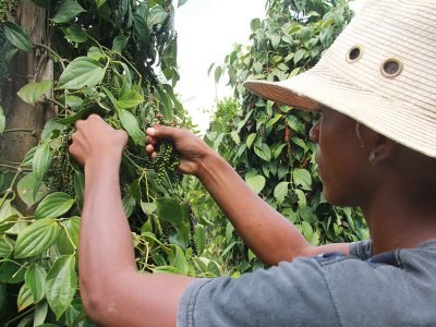 A descoberta pode contribuir para que pequenos produtores implantem ou ampliem seus pimentais a partir de mudas sadias. Foto: Ronaldo Rosa
